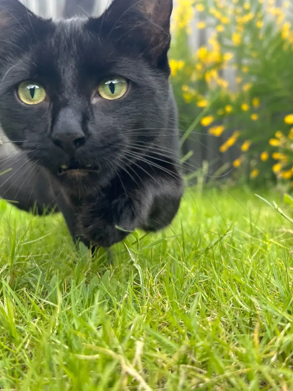 A very close up picture of a black kitten running across the grass towards the camera. There is a bush with yellow flowers in the background.